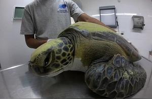 Green Sea Turtle Trapped in Fishing Net, Large Amounts of Plastic Removed During Rescue – Equivalent to 26 Straws