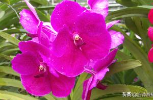 Exquisite and Colorful Orchids and Butterflies in Chiang Mai's Khao San Garden