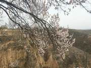 Zhen Ning: Flowers Bloom in March, Spring as You Wish
