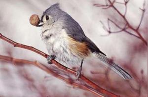 Which Little Bird Attracts You More When Eating? Test Who Your Key Person Is in Life
