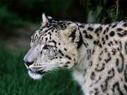 Significant! Four Rare Snow Leopards Spotted Together - Location Outside Protected Area