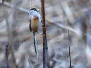‘Bird Panda’ Tibetan Short-toed Lark Spotted in Minquan Yellow River Ancient Causeway Wetland Park