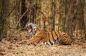 Experiment on the Island: Monkeys Unfamiliar with Tigers, What Reaction Would They Have to the Roar of a Tiger?