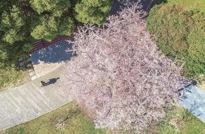 Spring Breeze Blows, Early Cherry Blossoms Bloom; Tai Zhou's Most Beautiful Cherry Blossom Viewing Season Begins