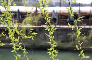 Spring's Affection