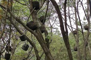 Xi'an Scenic Area with Over a Billion Yuan Investment: 'Bird Nests' Deceive Even Small Birds