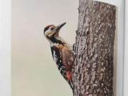Yellow River Delta Birds – Great Spotted Woodpecker