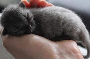 Found a Newborn Blue Cat, Raised for 3 Months Discovered It Was a Scam: How Could It Be a Black Cat?