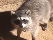 Raccoon Sneaks into Home to Steal Food, Man Attempts to Catch the Thief, But the Raccoon Uses the Skill of Blinking to Disappear?