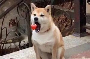 What Actions Do Dogs Do That You Can't Accept?