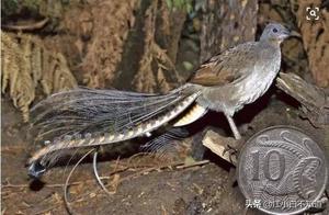 The Greatest Linguist in Nature, It Imitates Birdsong Better Than Parrots