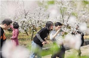 Enjoying the Spring Cherry Blossom