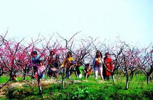 Chengzhetun Welcomes Peak Viewing Season for Peach Blossoms