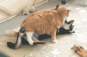 Cat Wants to Groom Dog, Dog Refuses