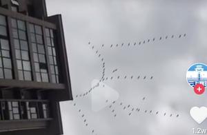 Large flocks of Canada geese flew over Shiyan today, heading to Xi'an