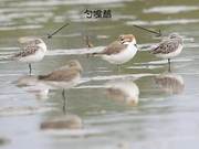 Zhanjiang Wetlands Discover 34 Critically Endangered Spoon-billed Sandpipers