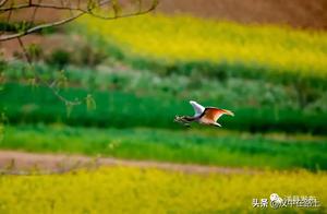 Han Chinese Come to Admire | Busy Tufted Duck