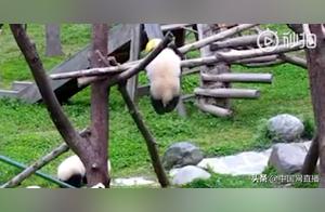 Giant Panda Cub Dies After 7 Hours, Missed Two Rescue Opportunities?