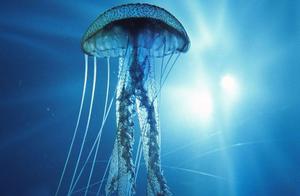 The World's Most Toxic Animal Ever? Deadly, Taking Life in Seconds