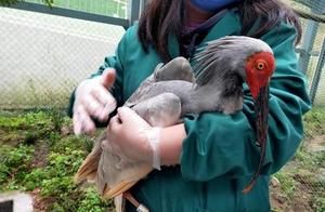 Video: 'Fighting' with Companions Leads to Emergency 'Artificial Beak' Surgery for a Golden Carp in Leshan