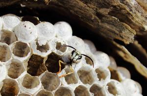 Bees evolved from fierce wasps, but their habits and behaviors differ; bees are vegetarian while wasps are carnivorous.