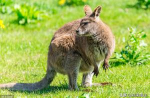 My Mother Told Me: Why are Kangaroos Called Athletes Among Animals? Do You Know?