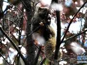 Cute Squirrel