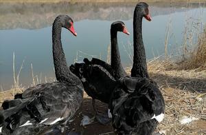 Black Swan Events