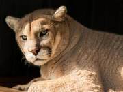 Cougar (Mountain Lion) Name, in Reality, They Are the Largest ‘Big Cats’