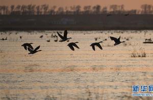 Kangping, Liaoning: Wolong Lake Wetland Welcomes Large Flock of Migratory Birds