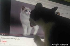 Have you ever seen clouds licking cats, but have you ever seen clouds petting cats?