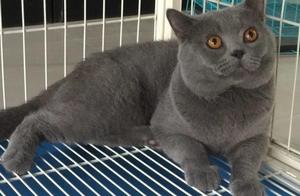 Original Blue Cat Gives Birth to 3 Kittens, Laughing Sprayed Upon Seeing It, Blue Ink Vanishes