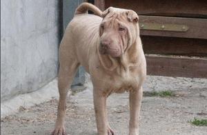 Chinese Native Fierce Fighting Dog – Boi Boi Crested Dog