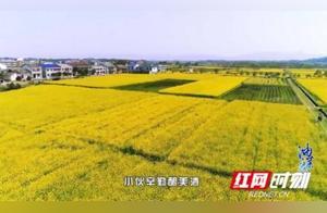 Pingjiang Shiniuzhai Online Sunflower Flower Festival Opens, Over 5 Million People ‘Cloud View’