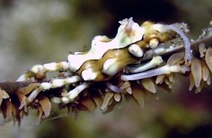 Water-Shot Shrimp & Crabs (11): Crab (4) - Skull Coral Crab (Ambon)