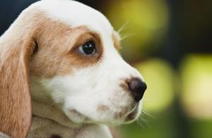 40,000 Years Ago: Wolves Were Domesticated as Dogs – What’s the Difference?