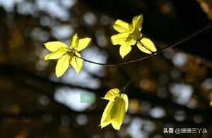 There's a 'Special' Beauty to Spring in Guangzhou: Golden Leaves Dance, Tourists: Time Warp?