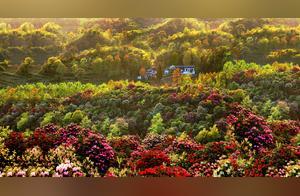 Baili Dendrobium Scenic Area - A Comprehensive Guide