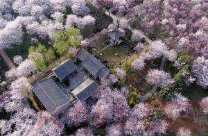 Over 10,000 Cherry Trees Bloom in Zilang, Resembling Clouds and Snow