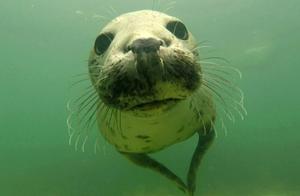 Are Harp Seals' Greeting Methods So Cute and Silly?