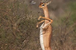 Antelope: Stand Up and Let You Admire My Fit Physique