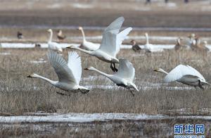 Zhangbei, Hebei: Migratory Birds in the Baolan Wetlands