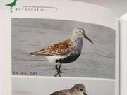 Black-necked Stilt of the Yellow River Delta