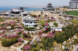 Handan, Hebei: Plum Blossoms in Meizhou Shui Mu Yuan Blossom, Filling the Air with Spring