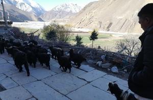 Nepal Trekking ACT Guide: Self-Guided, No Porter (Day 12) to Tukuche