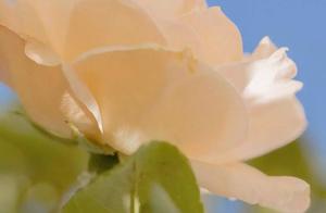 Knowing How to Let Go and Embrace Acceptance