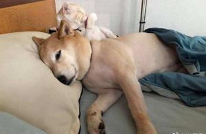 After Raising Dogs, We All Became Liars, Exhausting All the Lies of This Life