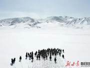 Herd of National Key Protected Wild Yaks Appears in Qilian Mountains