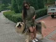 The owner sat on the Malamute, fell immediately, Malamute: 'Do you not have a sense of your own weight?!'