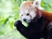 List 14 – Bear Cat (Pungole)